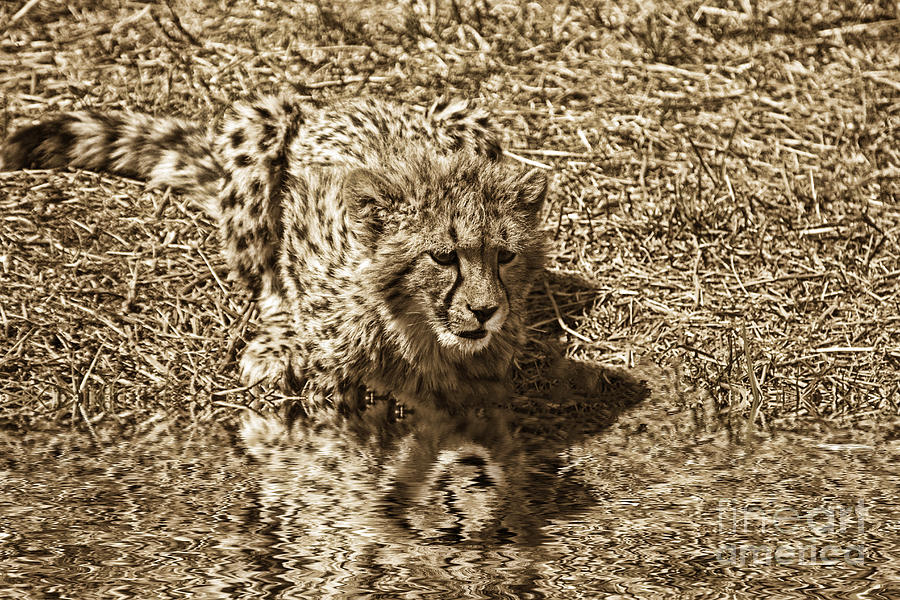 Juvenile Cheetah Cub-Sepia Photograph by Douglas Barnard