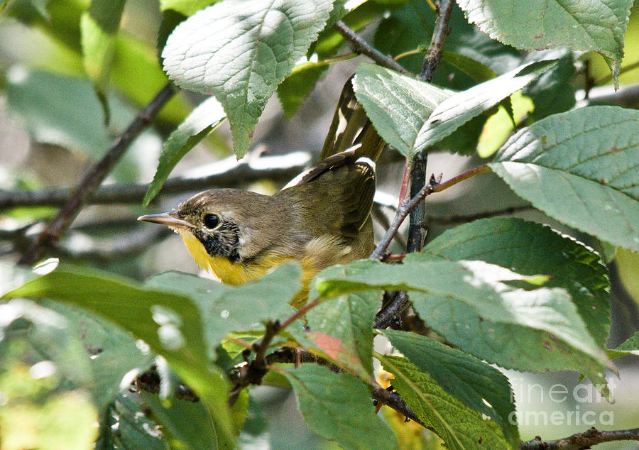 Warbler Photograph - Juvenile Common Yellowthroat by Cheryl Baxter