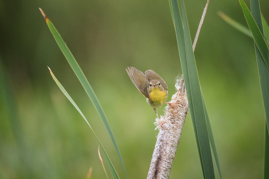 Juvenile Common Yellowthroat Photograph by Gary Hall