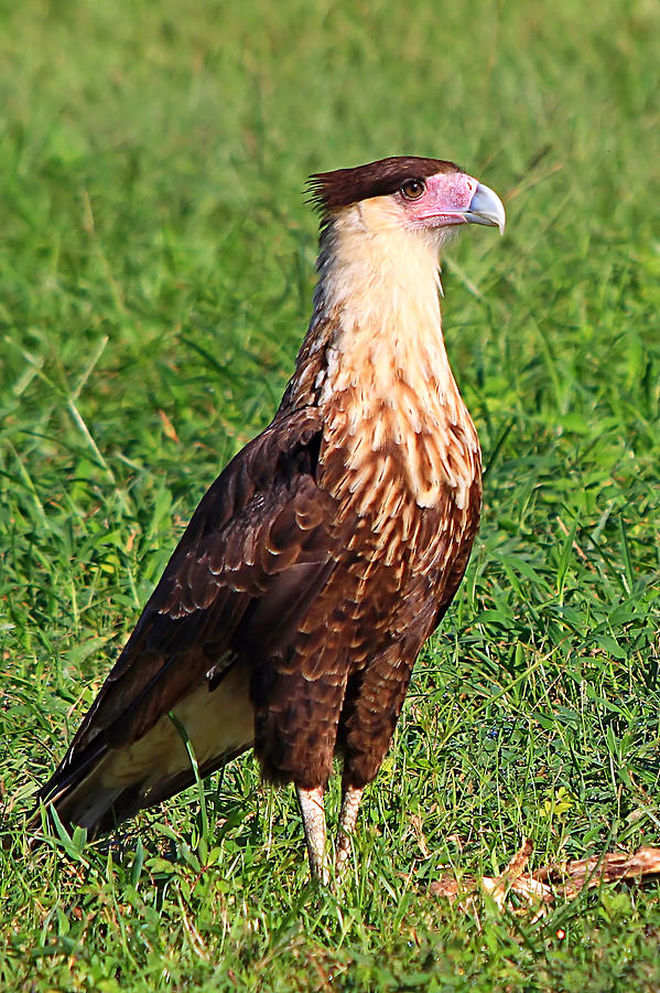 Juvenile Crested Caracara Photograph By Ira Runyan - Fine Art America