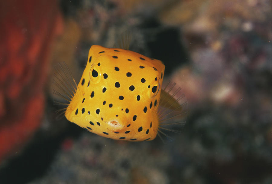 Cube Photograph - Juvenile Cube Boxfish by Matthew Oldfield/science Photo Library