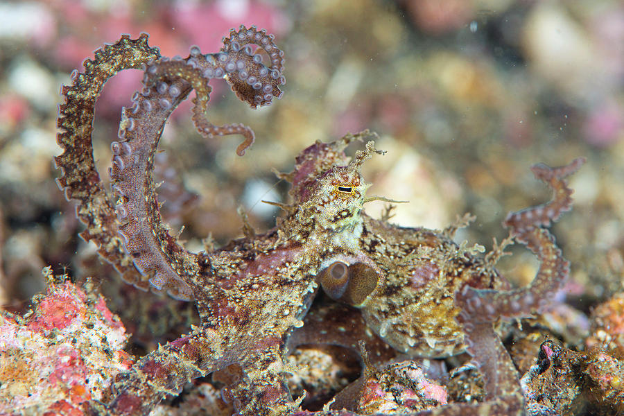 Juvenile Day Octopus Photograph by Scubazoo/science Photo Library