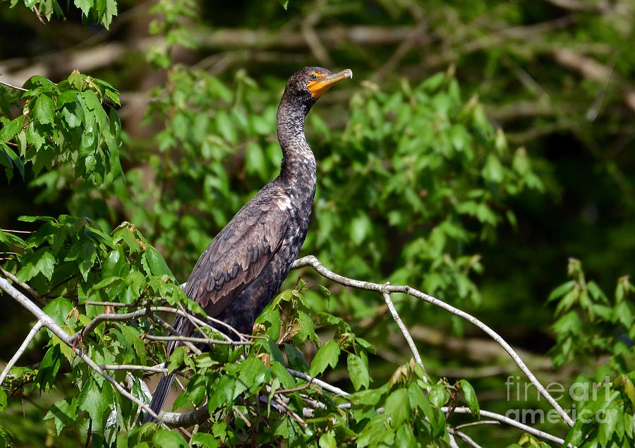 Juvenile Double Crested Cormorant Photograph by Kathy Baccari