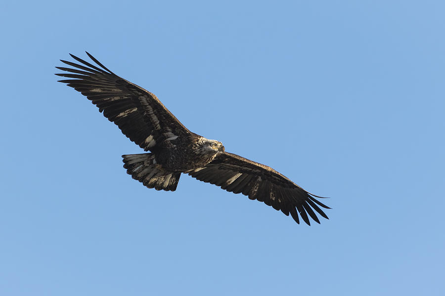 Juvenile Eagle 2015-1 Photograph