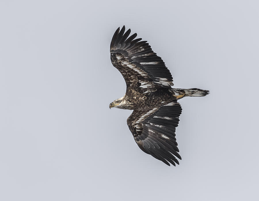 Juvenile Eagle 2015-2 Photograph by Thomas Young