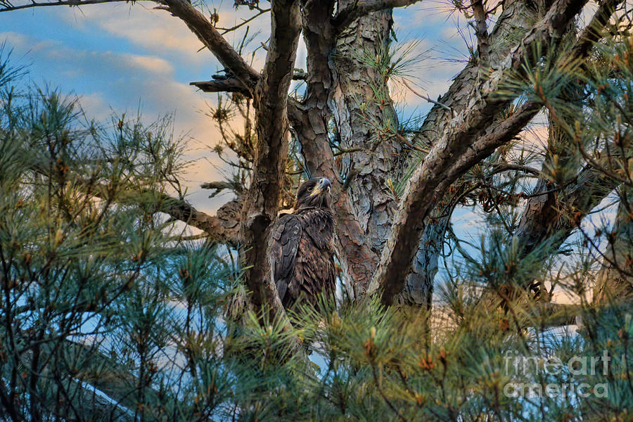 Eagle Photograph - Juvenile Eagle in a Pine Tree by Jai Johnson
