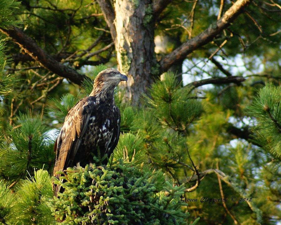 Juvenile Eagle Photograph by Steven Clipperton