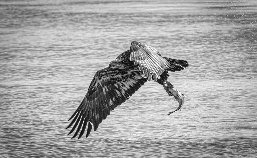Eagle Photograph - Juvenile Eagle With Catch 2015-1 by Thomas Young