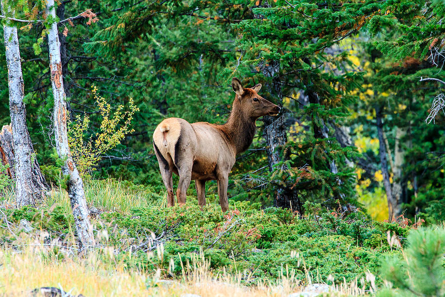 Juvenile Elk Photograph by Ben Graham
