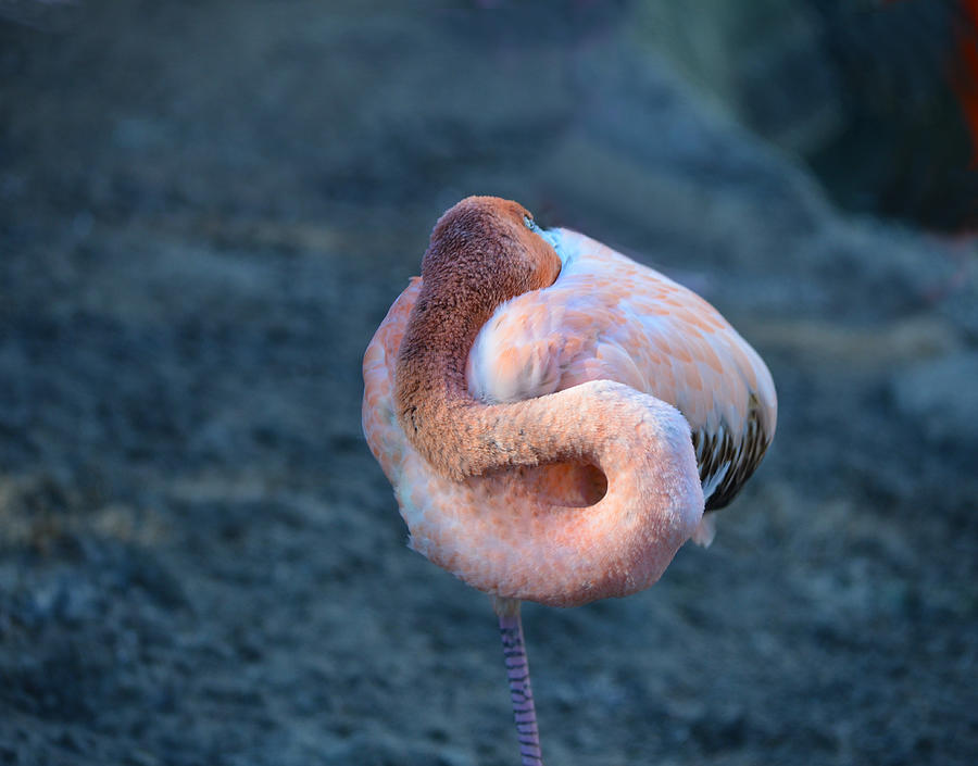 Juvenile Flamingo Sleeping Photograph by Maggy Marsh