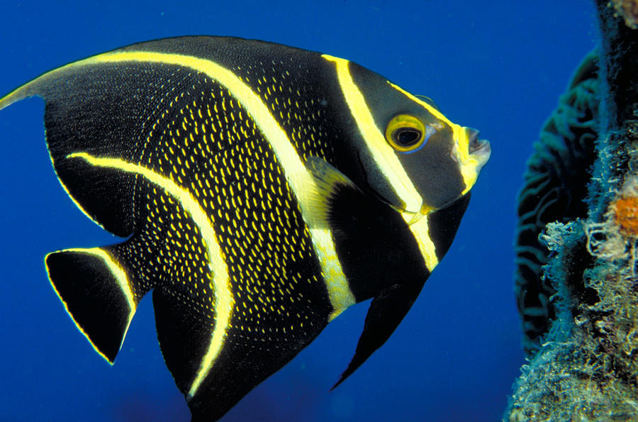 Juvenile French Angelfish Photograph by Charles Angelo
