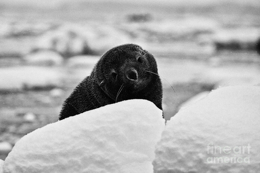 Animal Photograph - juvenile fur seal with big eyes looking to camera floating on iceberg in Fournier Bay Antarctica by Joe Fox