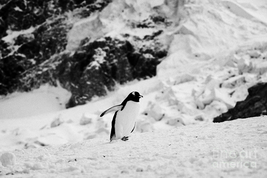 juvenile gentoo penguin with wings outstretched walking uphill Neko