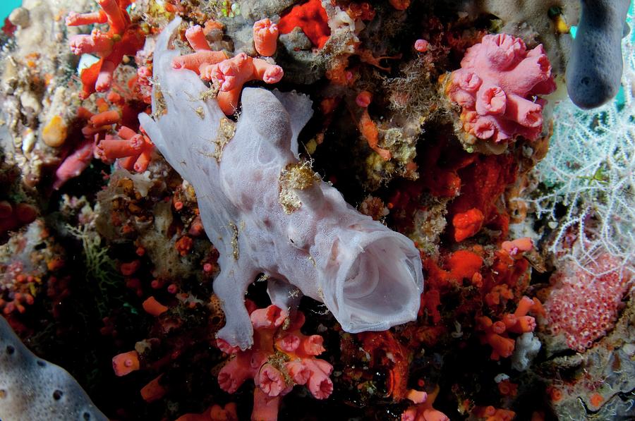 Juvenile Giant Frogfish On Reef Photograph by Scubazoo