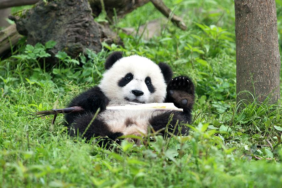 Wildlife Photograph - Juvenile Giant Panda Eating Bamboo by Tony Camacho
