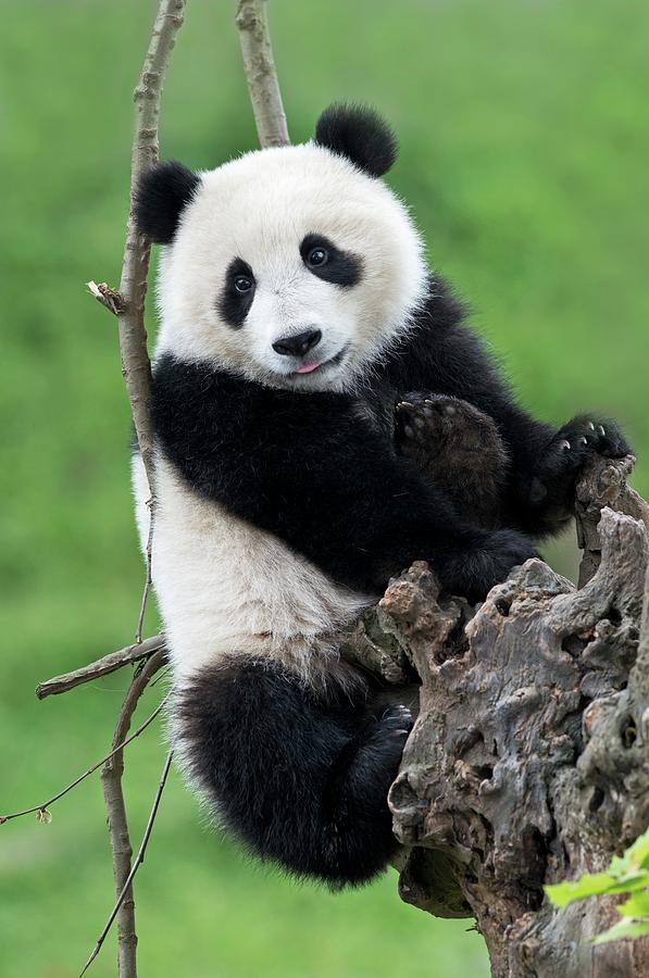 Juvenile Giant Panda Photograph by Tony Camacho | Pixels