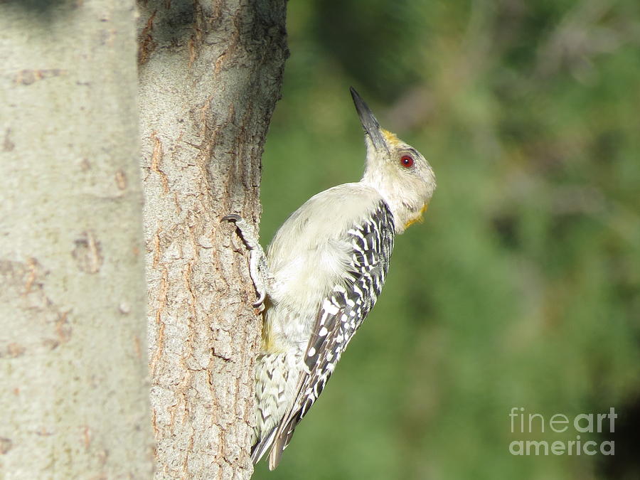 Juvenile Golden Fronted Woodpecker Photograph by Aimee Mouw