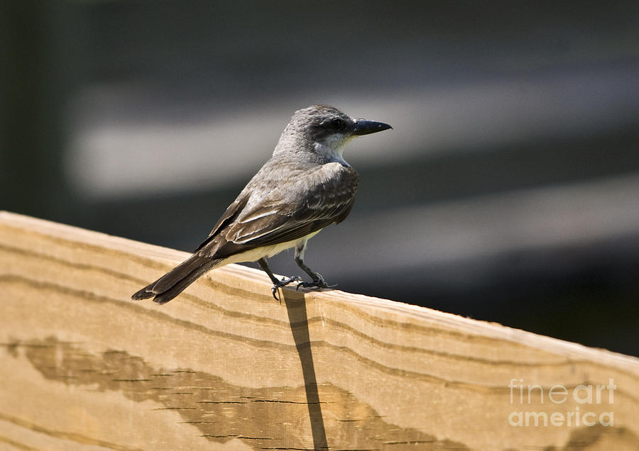 Juvenile Gray Kingbird Photograph by John Greco