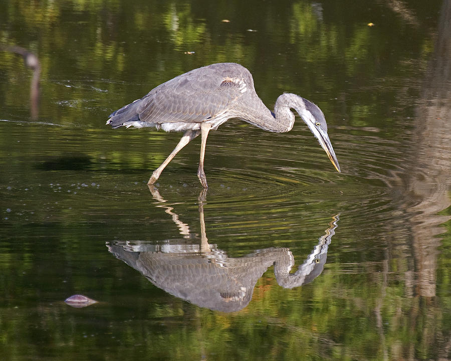 Juvenile Great Blue Heron Photograph by Eric Mace - Pixels