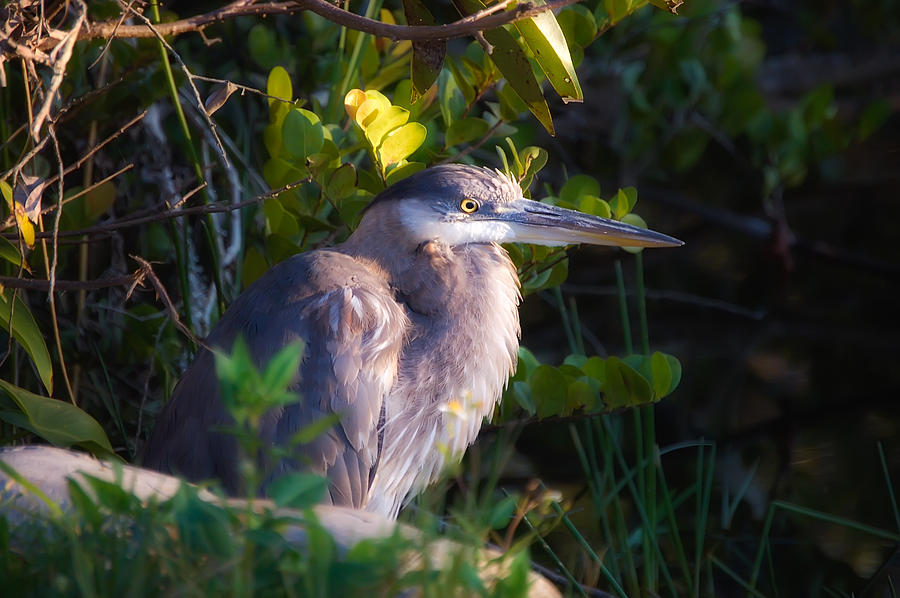 Juvenile Great Blue Heron Photograph by Richard Leighton - Fine Art America