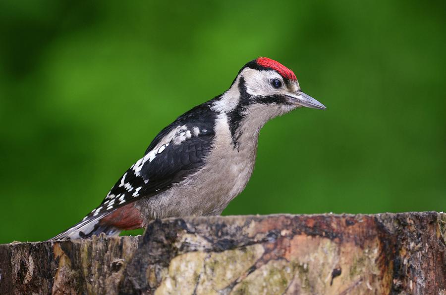 Juvenile Great Spotted Woodpecker Photograph by Colin Varndell/science Photo Library