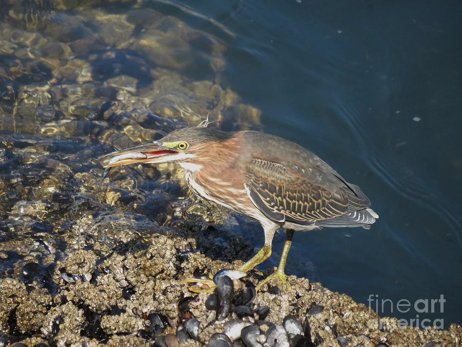 Juvenile Green Heron Photograph by Gayle Swigart