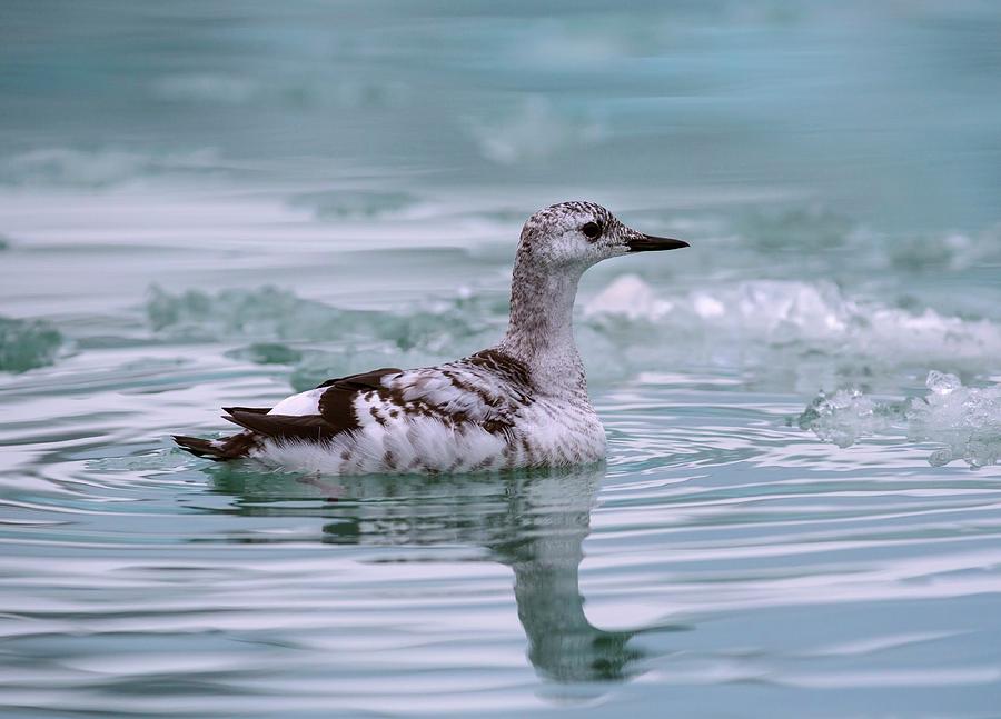 Juvenile Guillemot Swimming Amongst Ice Photograph by Peter J. Raymond ...