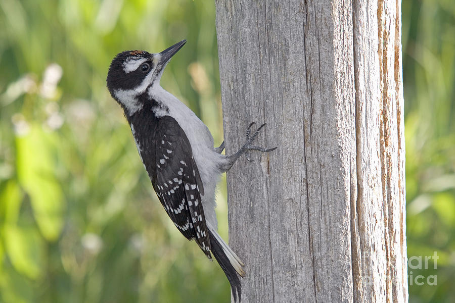 Wildlife Photograph - Juvenile Hairy Woodpecker by Linda Freshwaters Arndt