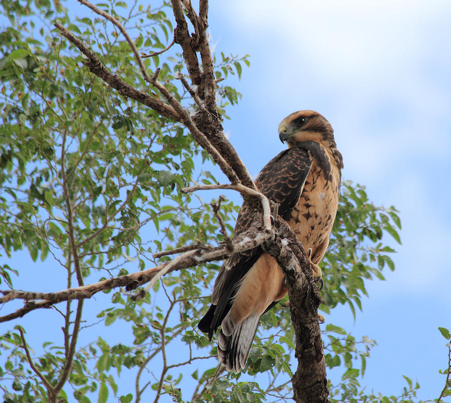 Juvenile Hawk Photograph by Shane Bechler