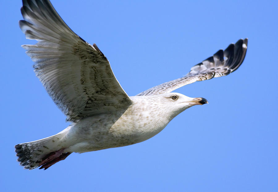 Winter Photograph - Juvenile Herring Gull by John Devries/science Photo Library