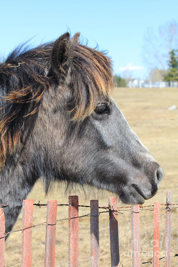Juvenile Horse Photograph by Donna L Munro