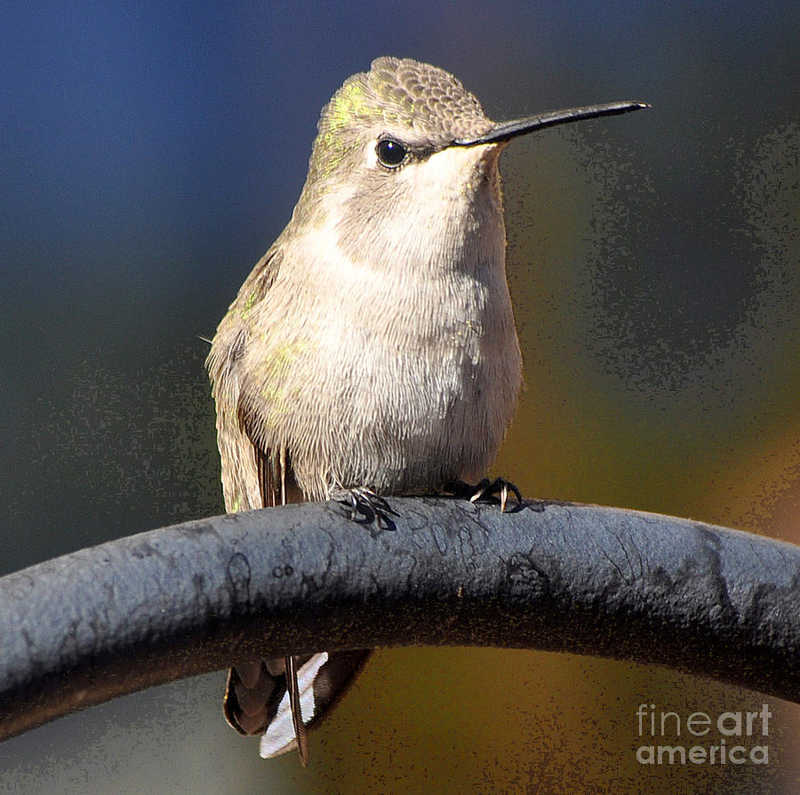 Juvenile Hummingbird Photograph by Jay Milo