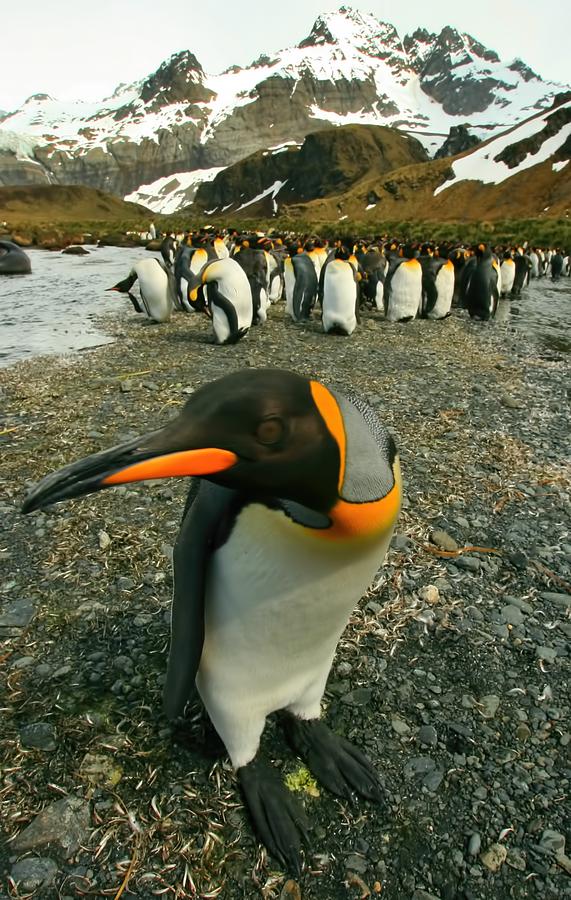 Juvenile King Penguin Photograph by Amanda Stadther