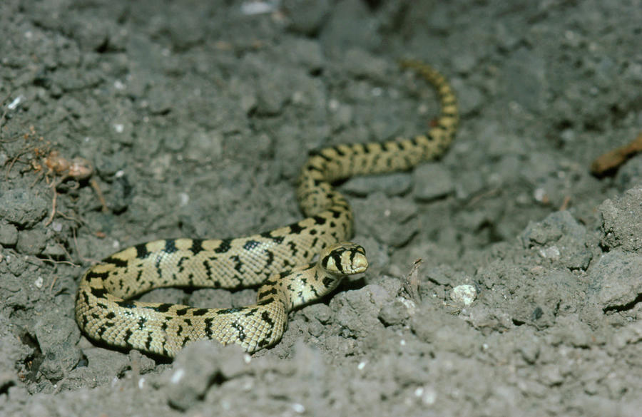 Juvenile Ladder Snake Photograph by Dr Morley Read/science Photo Library
