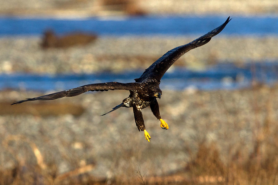 Juvenile Landing Photograph by Shari Sommerfeld