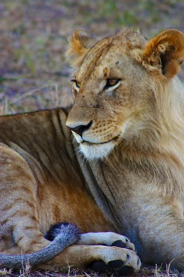 Juvenile Lion Photograph