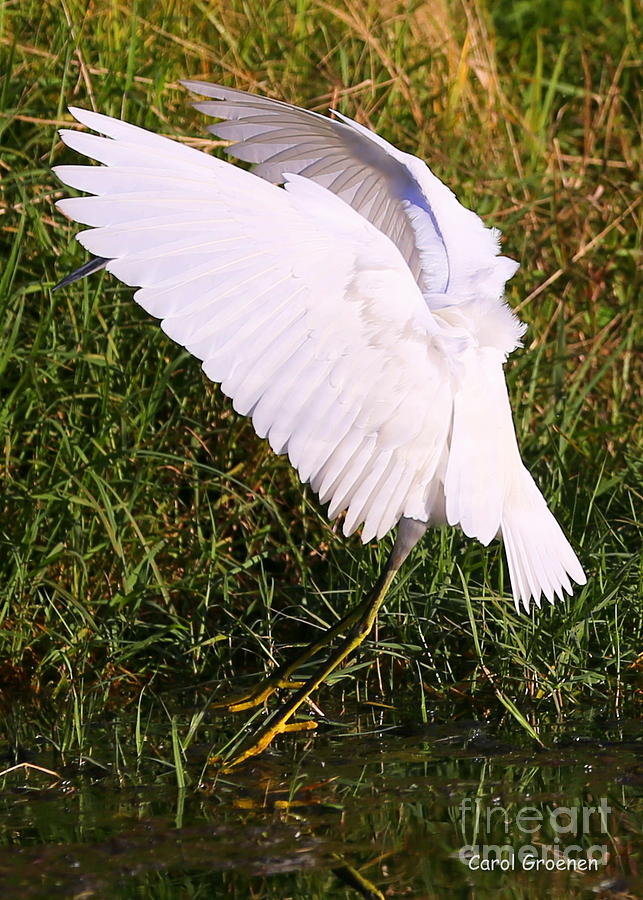 Juvenile Little Blue Heron Landing Photograph by Carol Groenen