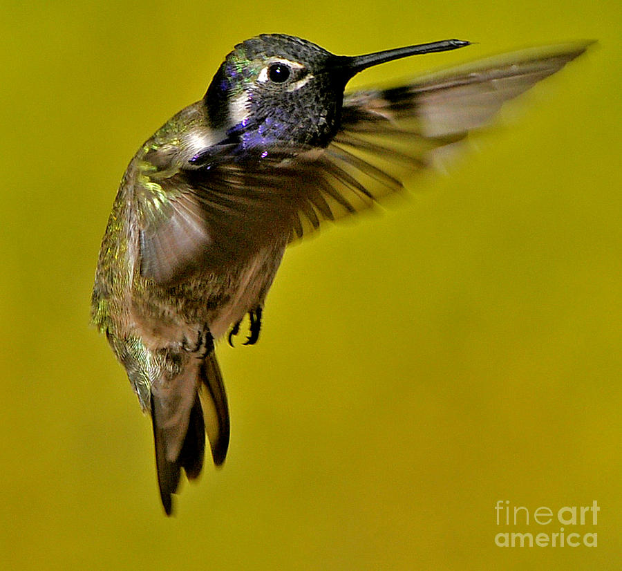 Juvenile Male Allen Hummingbird In Flight Ready To Land Photograph by Jay Milo