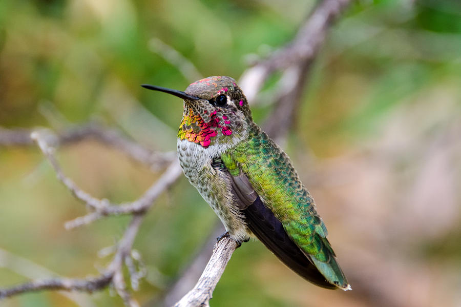 Juvenile Male Annas Hummingbird Photograph by Evelyn Harrison