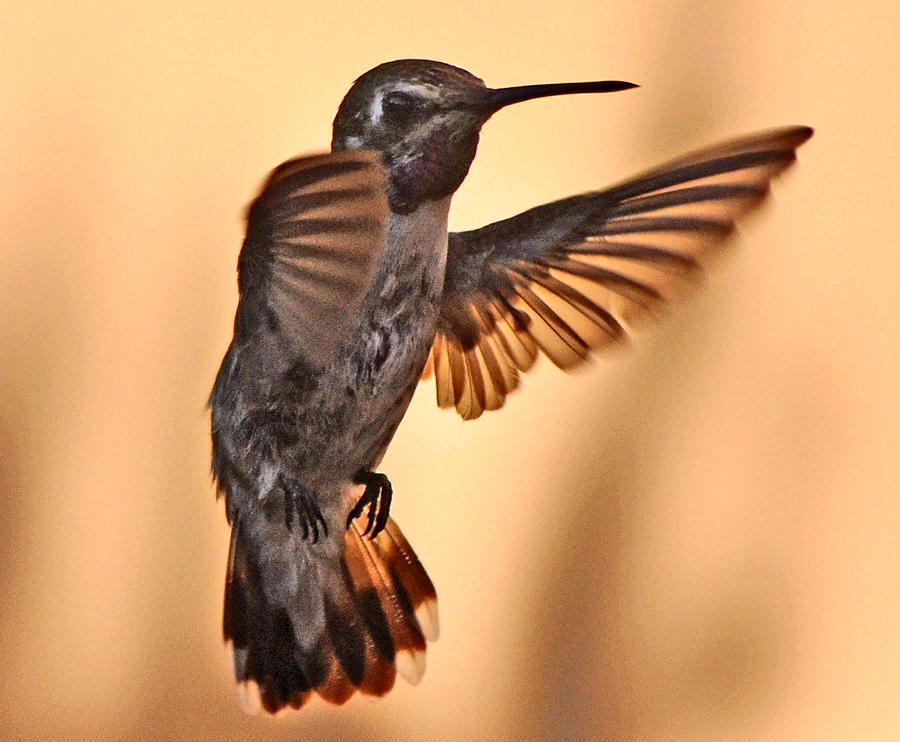 Juvenile Male Annas In Flight Photograph by Jay Milo