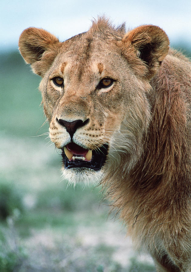 Juvenile Male Lion Photograph by Tony Camacho/science Photo Library