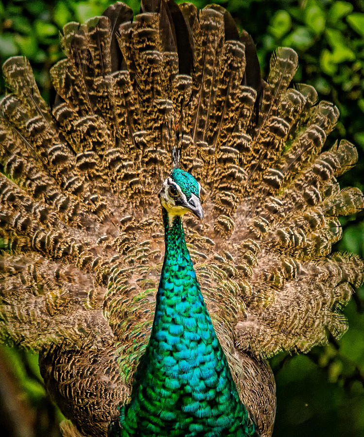 Juvenile Male Peacock At Byodo
