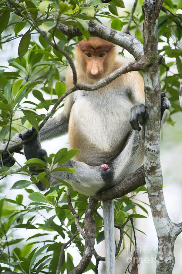 Juvenile Male Proboscis Monkey Photograph by Louise Murray - Fine Art ...