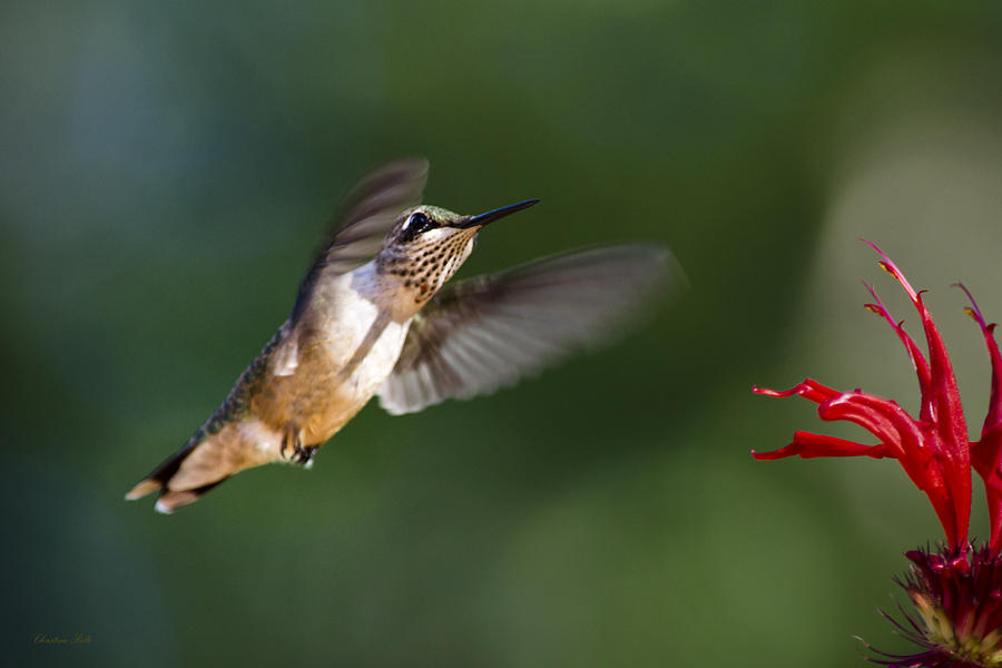 Juvenile Male Ruby-throated Hummingbird Photograph - Juvenile Male Ruby ...