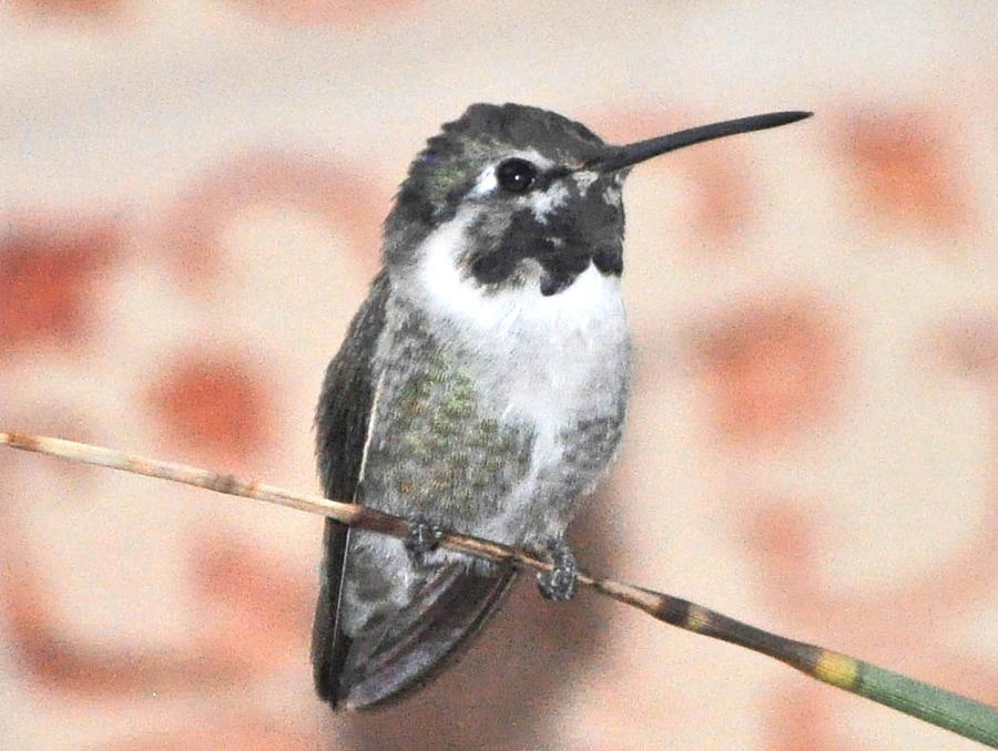 Juvenile Male White Eared Annas Photograph by Jay Milo