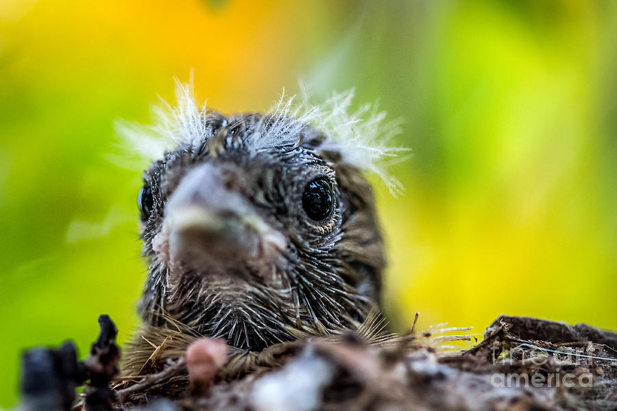 Juvenile Mockingbird Photograph by Bernd Laeschke