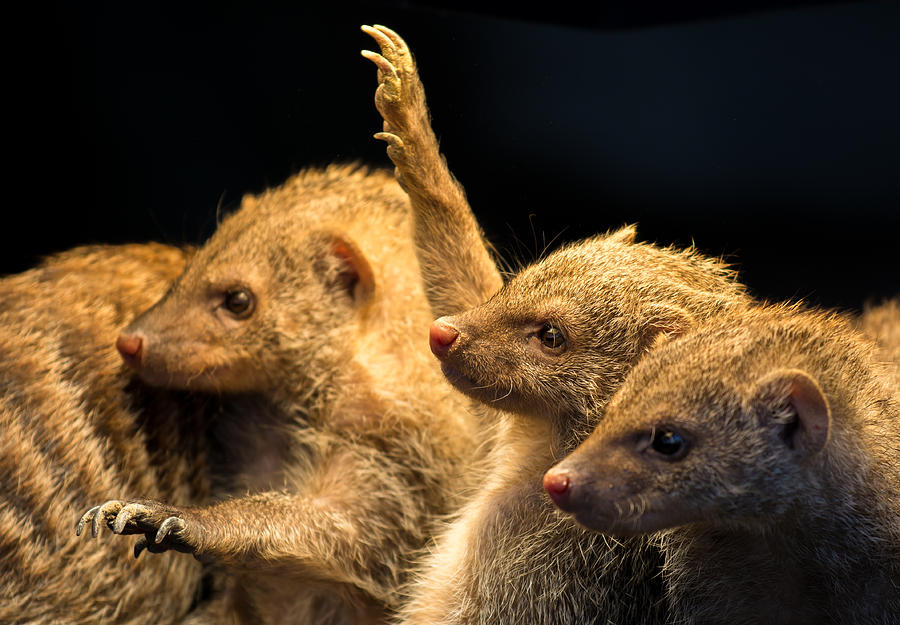 Juvenile Mongooses Photograph by Andreas Berthold