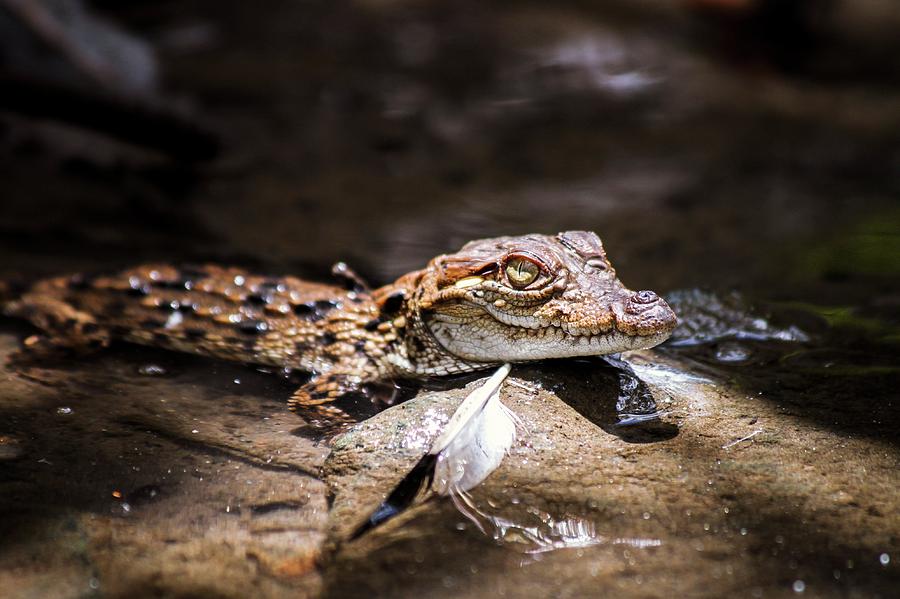 Nature Photograph - Juvenile Mugger Crocodile by Paul Williams