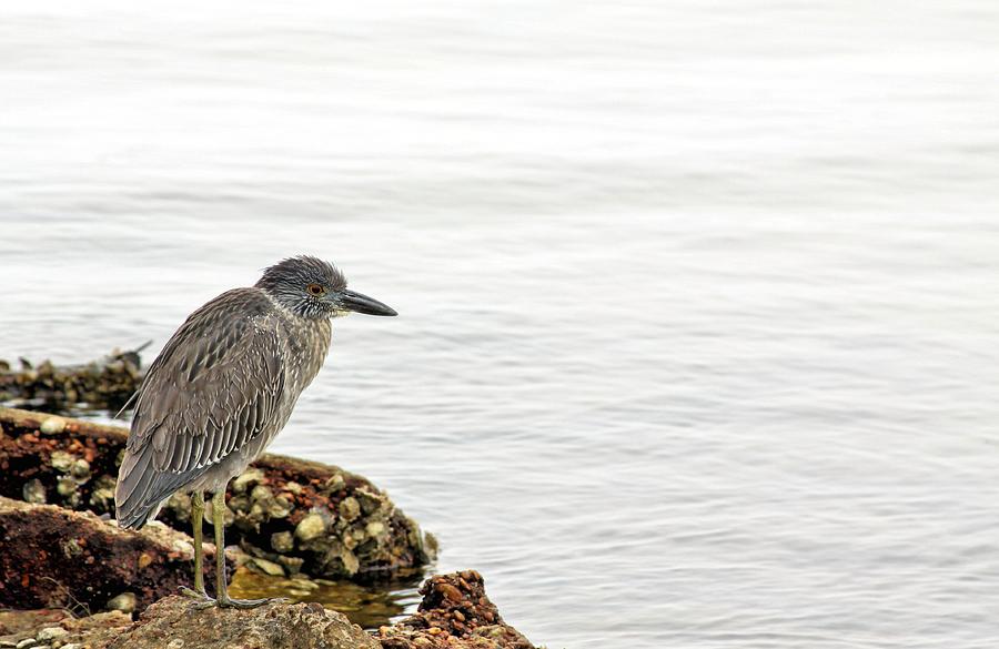 Juvenile Night Heron  Photograph by JC Findley