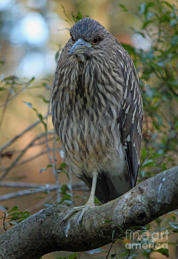 Juvenile Night Heron Photograph by Suzanne Gaff
